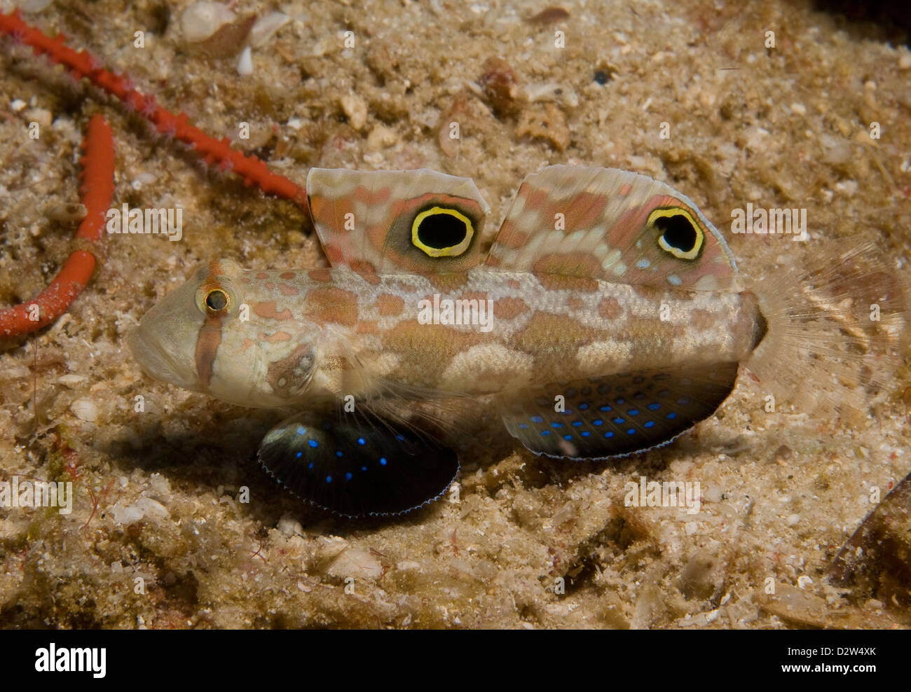 Signigobius Fotos und Bildmaterial in hoher Auflösung Alamy