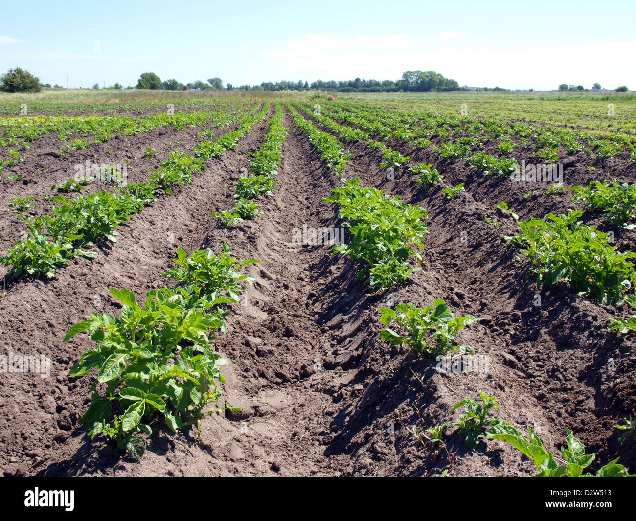 Feld "Land" mit Kartoffeln Pflanzen Furchen Stockfoto