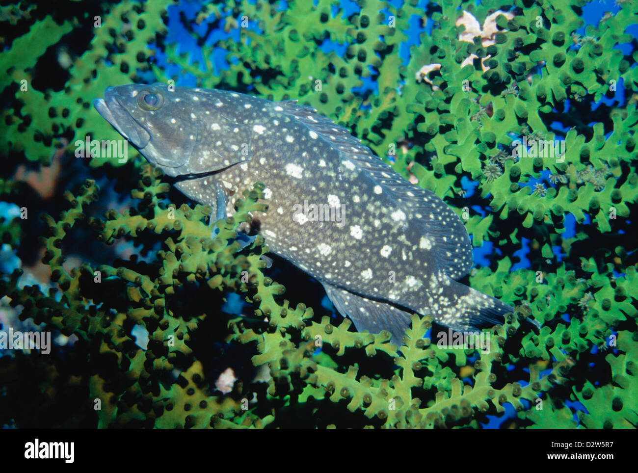 Weiß gefleckten Rockcod (Epinephelus Caeruleopunctatus) zwischen den Korallen (Tubastrea Micranthus) ruht Stockfoto