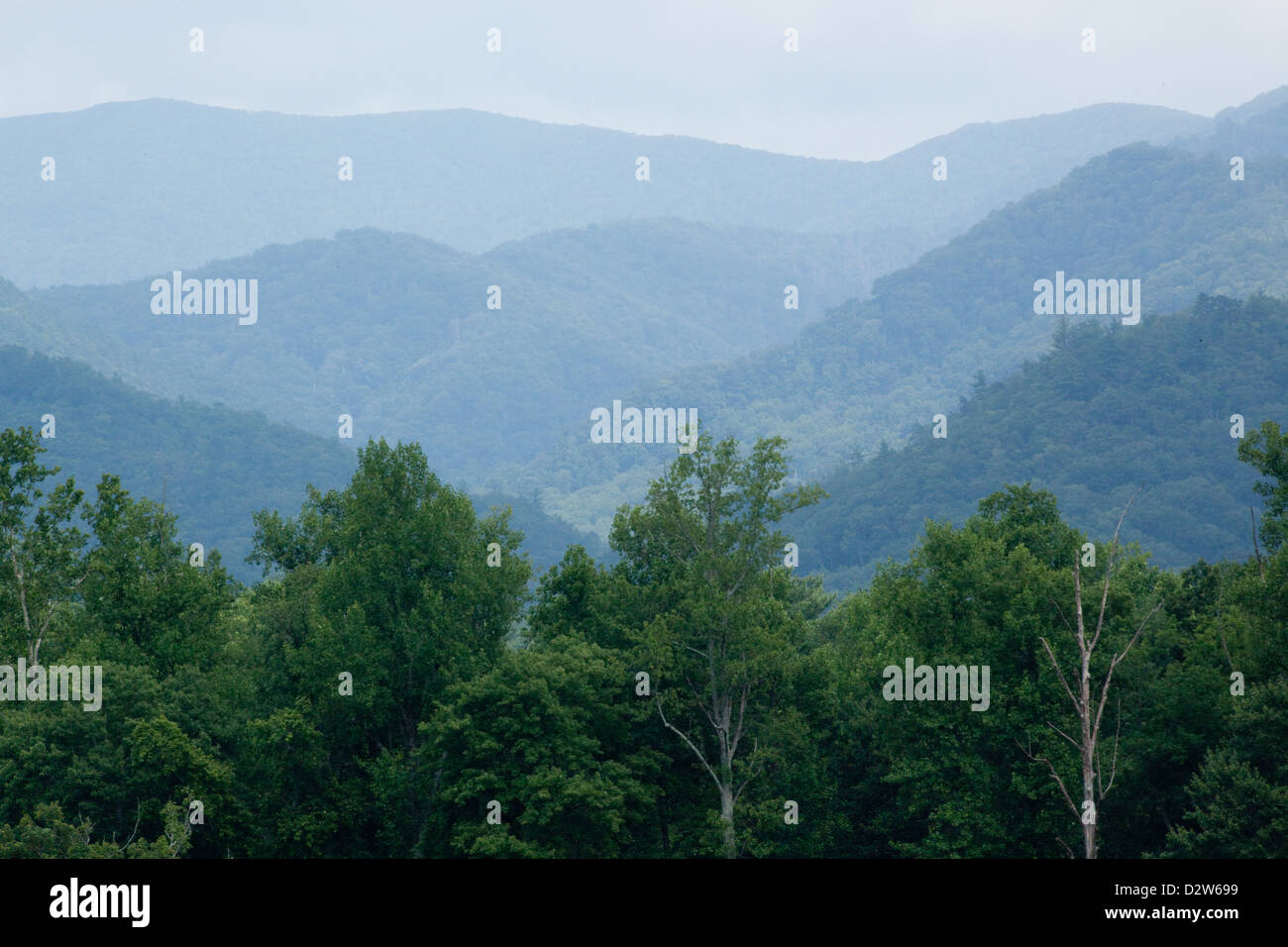 Morgen in den Great Smoky Mountains, mit einem Nebel hängt über die Hügel und Täler Stockfoto