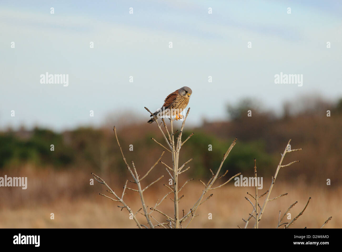 Männlicher Turmfalke warten auf Beute Stockfoto