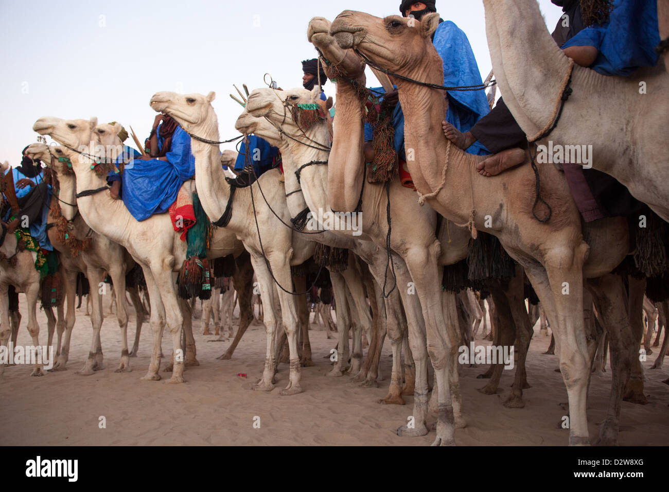 Männer auf Kamelen wartet das Kamelrennen in Timbuktu in 2011 Festival au Desert beginnen. Stockfoto