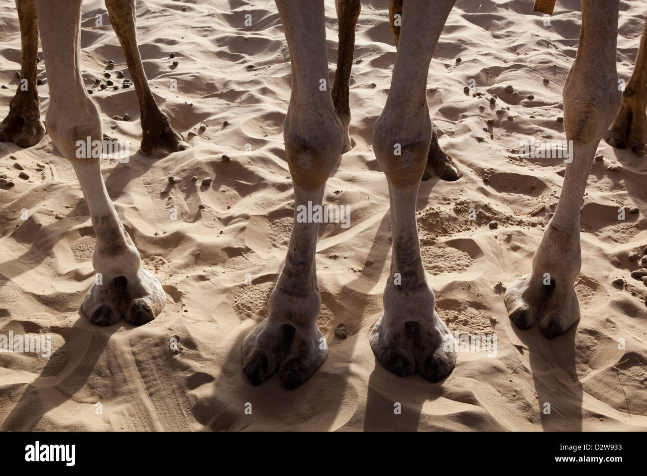 Kamel Beine in der Sahara Wüste Sand in Timbuktu, Mali. Stockfoto