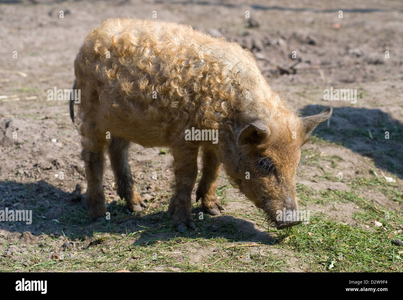 Kremmen, Deutschland, Mangalica-Schwein Stockfoto