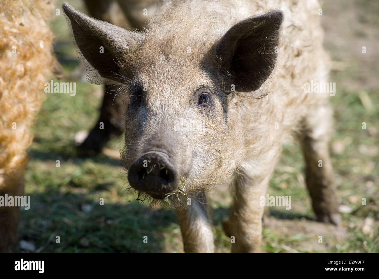 Kremmen, Deutschland, Mangalica-Schwein Stockfoto