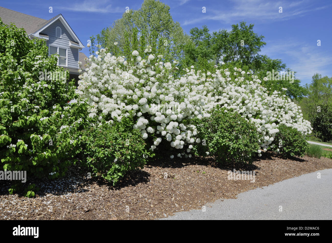 Bush Schneeball (Viburnum Opulus) Stockfoto