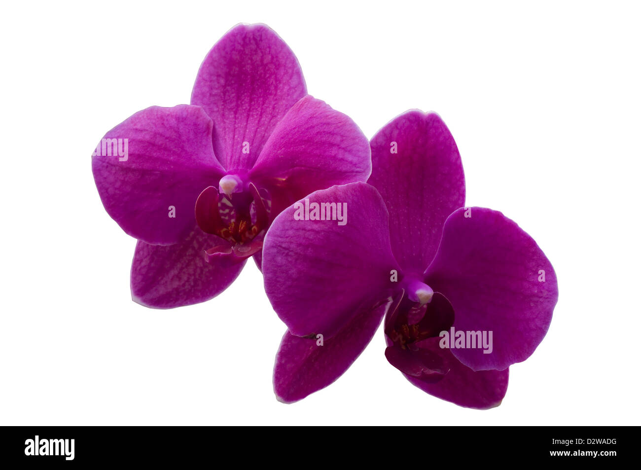 Phalaenopsis Rossinii Orchideen Stockfoto