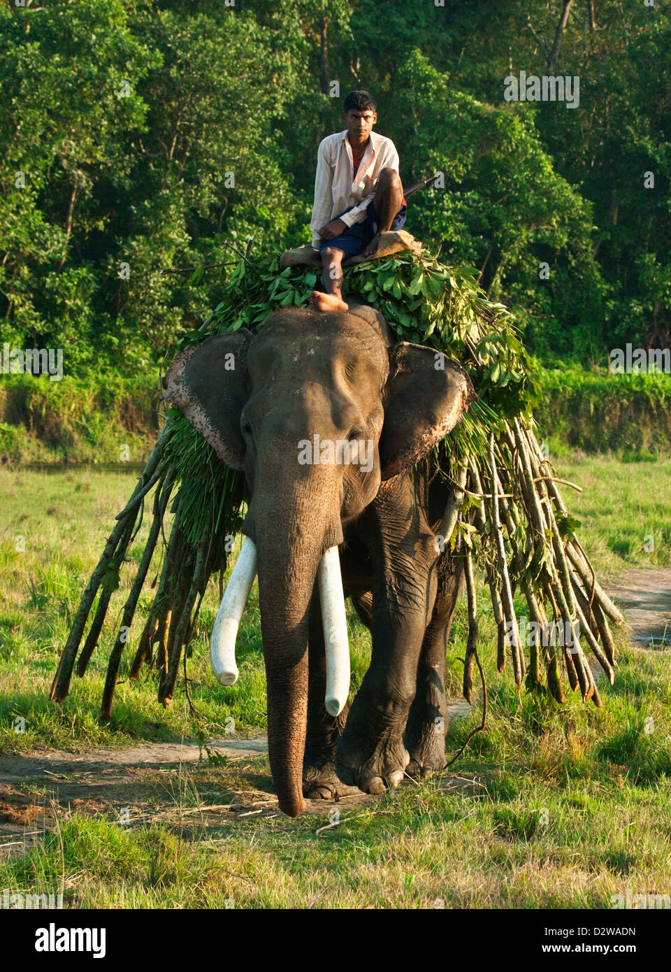 Mahout sitzt auf einem arbeiten Elefanten im Chitwan Nationalpark, Nepal. Stockfoto