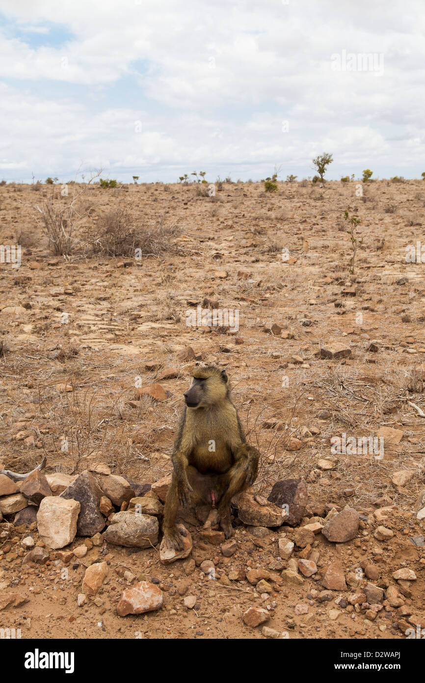 Kenia, Tsavo East National Park. Eine kostenlose Pavian in ihrem land Stockfoto