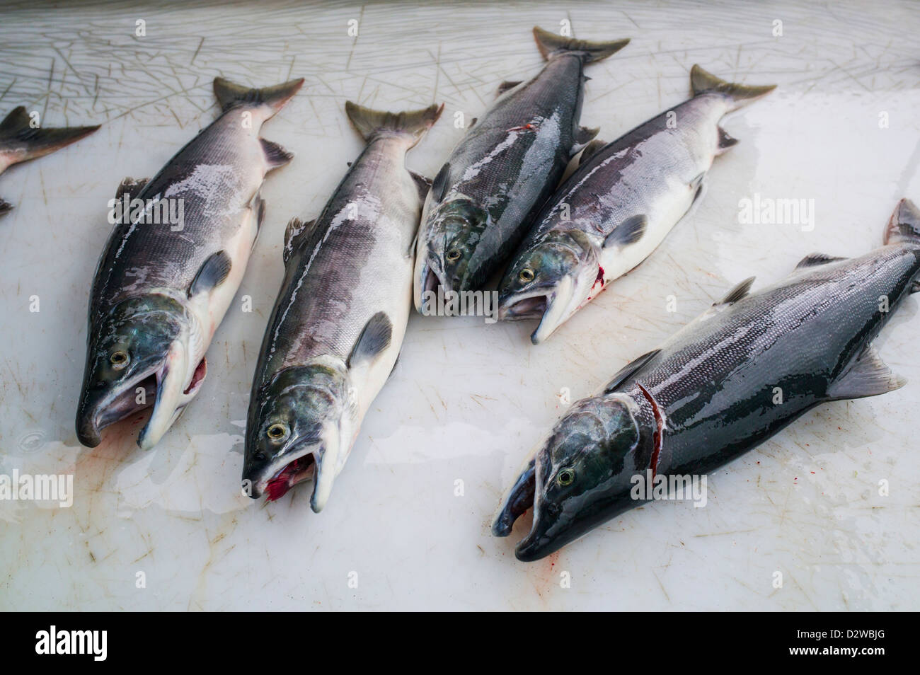 Silber oder Silberlachs. Frisch gefangen, Hafen von Seward, Alaska, USA Stockfoto