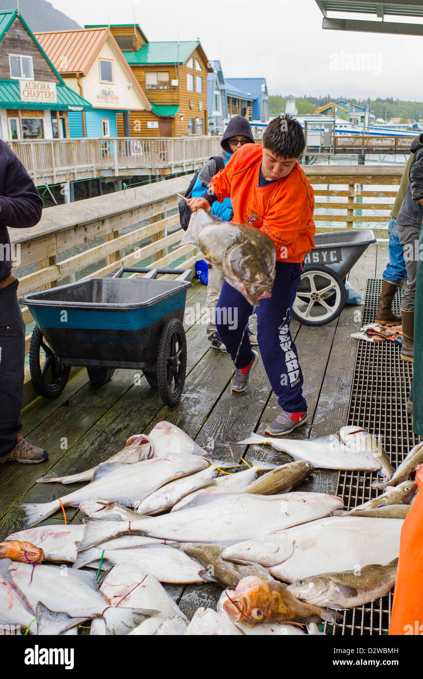 Fischer und Charter-Boot-Kapitäne bringen ihren Fang des Tages an den Docks von Seward, Alaska, USA Stockfoto