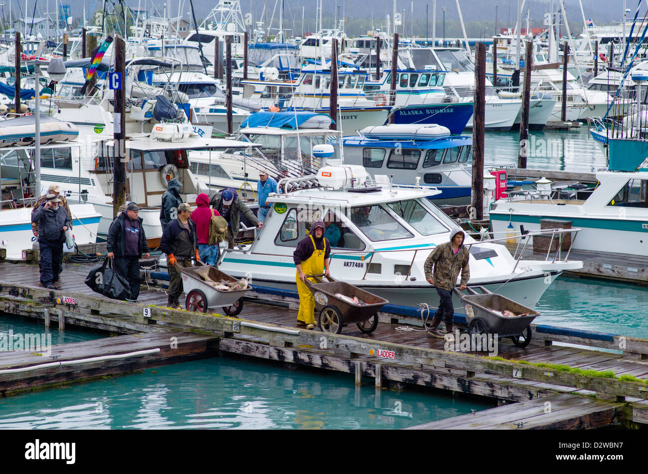 Fischer und Charter-Boot-Kapitäne bringen ihren Fang des Tages an den Docks von Seward, Alaska, USA Stockfoto