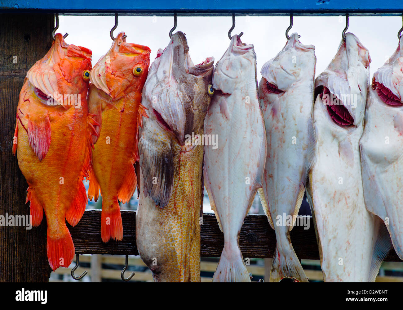 Charta-Angeln-Boot-Kapitäne hängen den Fang des Tages für Kunden Fotos, Seward, Alaska, USA Stockfoto