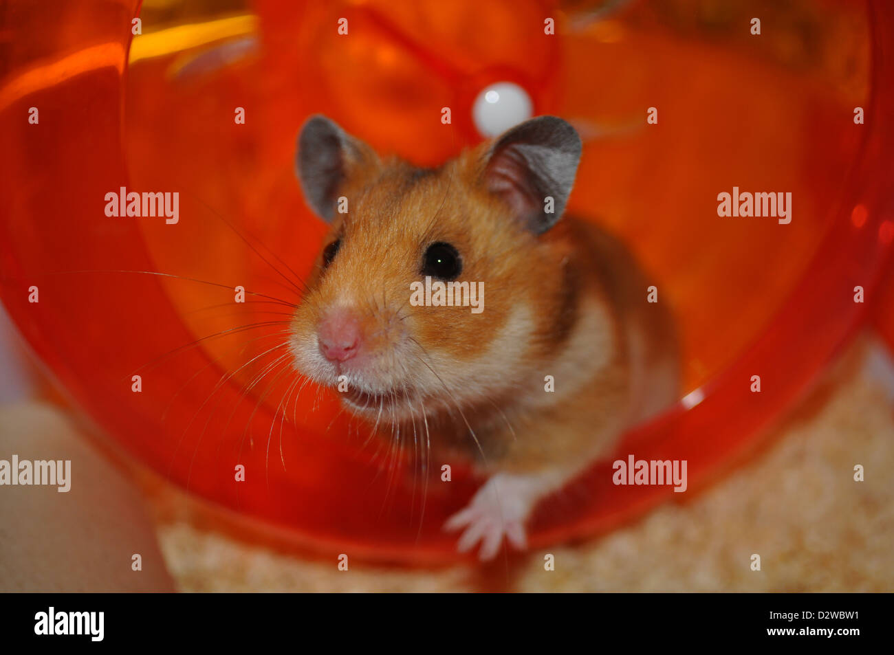 Hamster-Stepping aus einer Orange laufen Rad Stockfoto