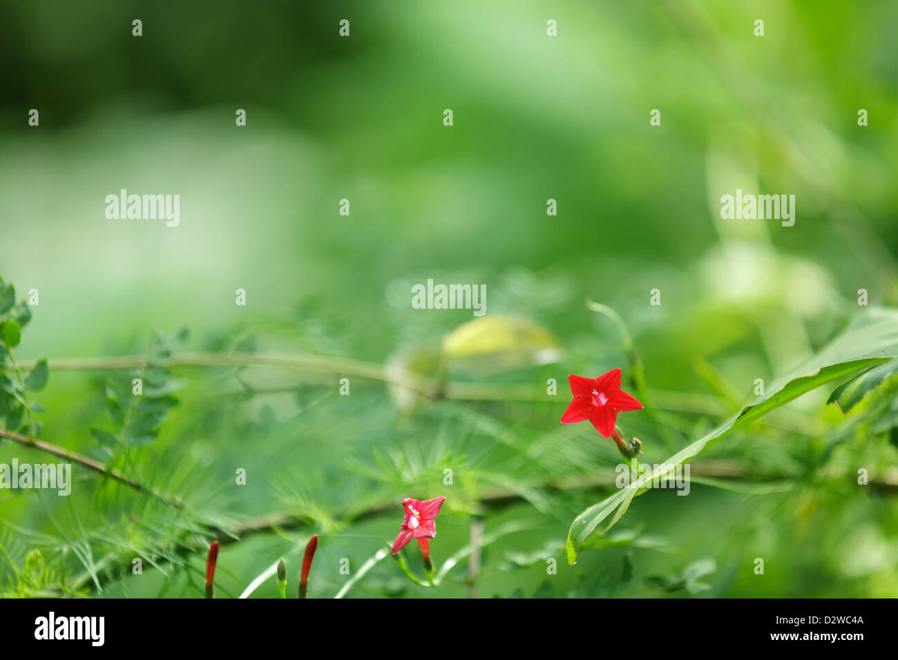 Lebhafte rote tropischen Wildblumen Hintergrund, geringe Schärfentiefe Stockfoto