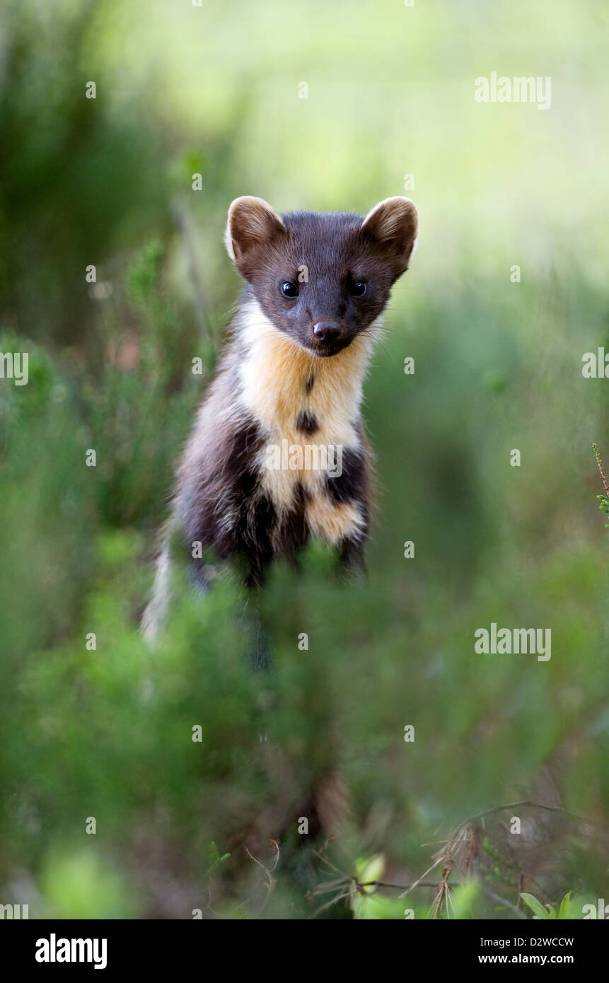 Baummarder auf Hinterbeinen Stockfoto