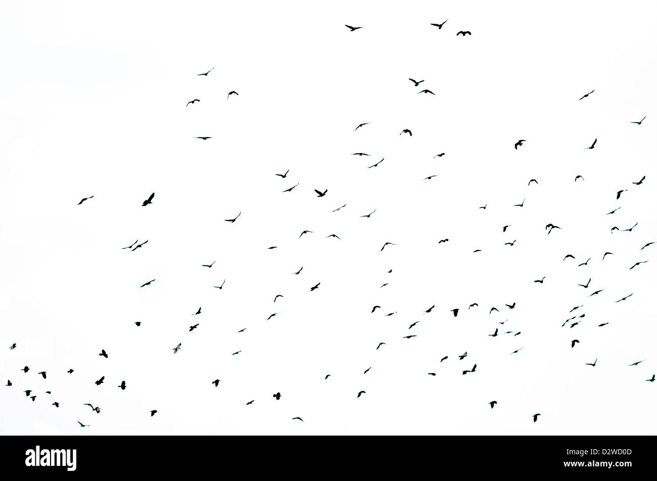 Herde von Krähen fliegen, Silhouetten, isoliert Stockfoto