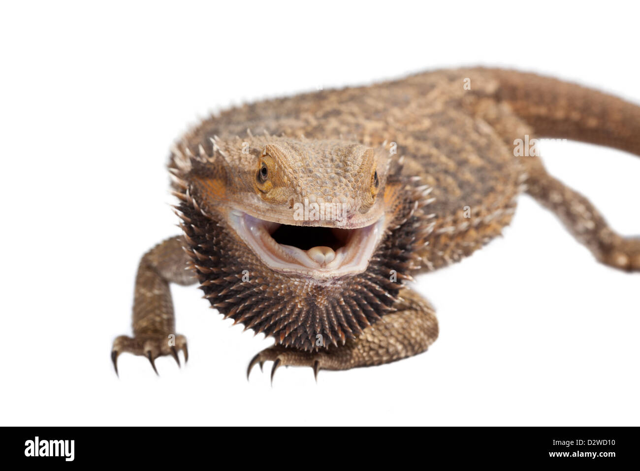 Eine bärtiger Drache Eidechse, aufgeblasen, wenn er aufgeregt ist. Stockfoto