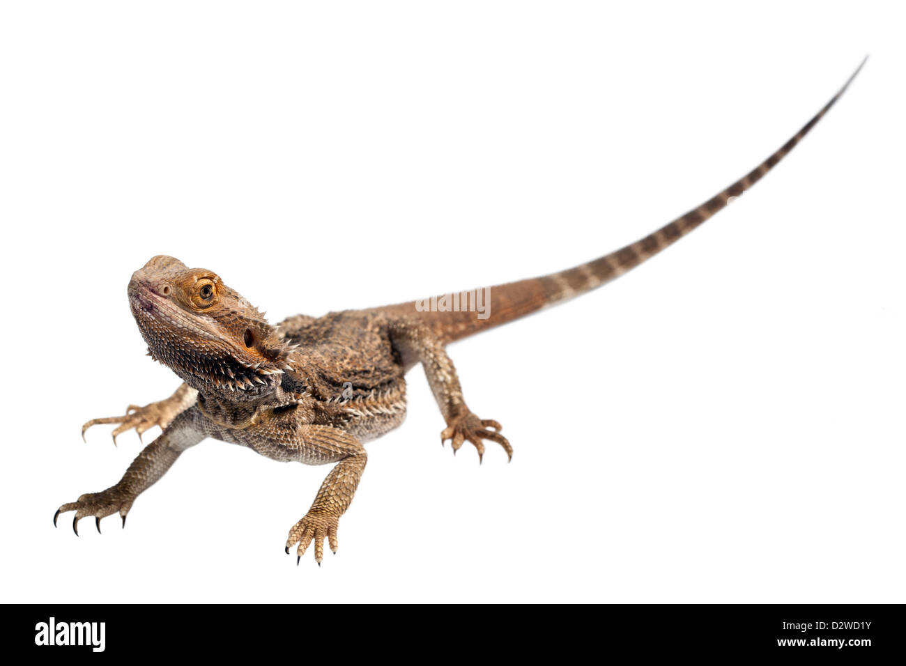 Eine Bearded Dragon Eidechse auf weiß, ruhig in die Kamera blicken. Stockfoto