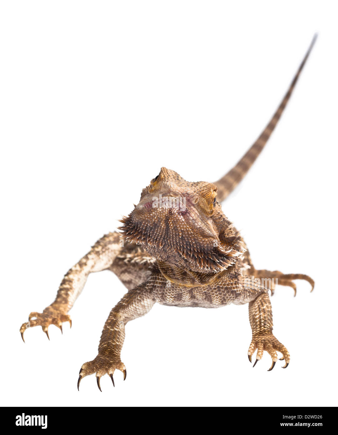 Eine Bearded Dragon Eidechse auf weiß, ruhig in die Kamera blicken. Stockfoto