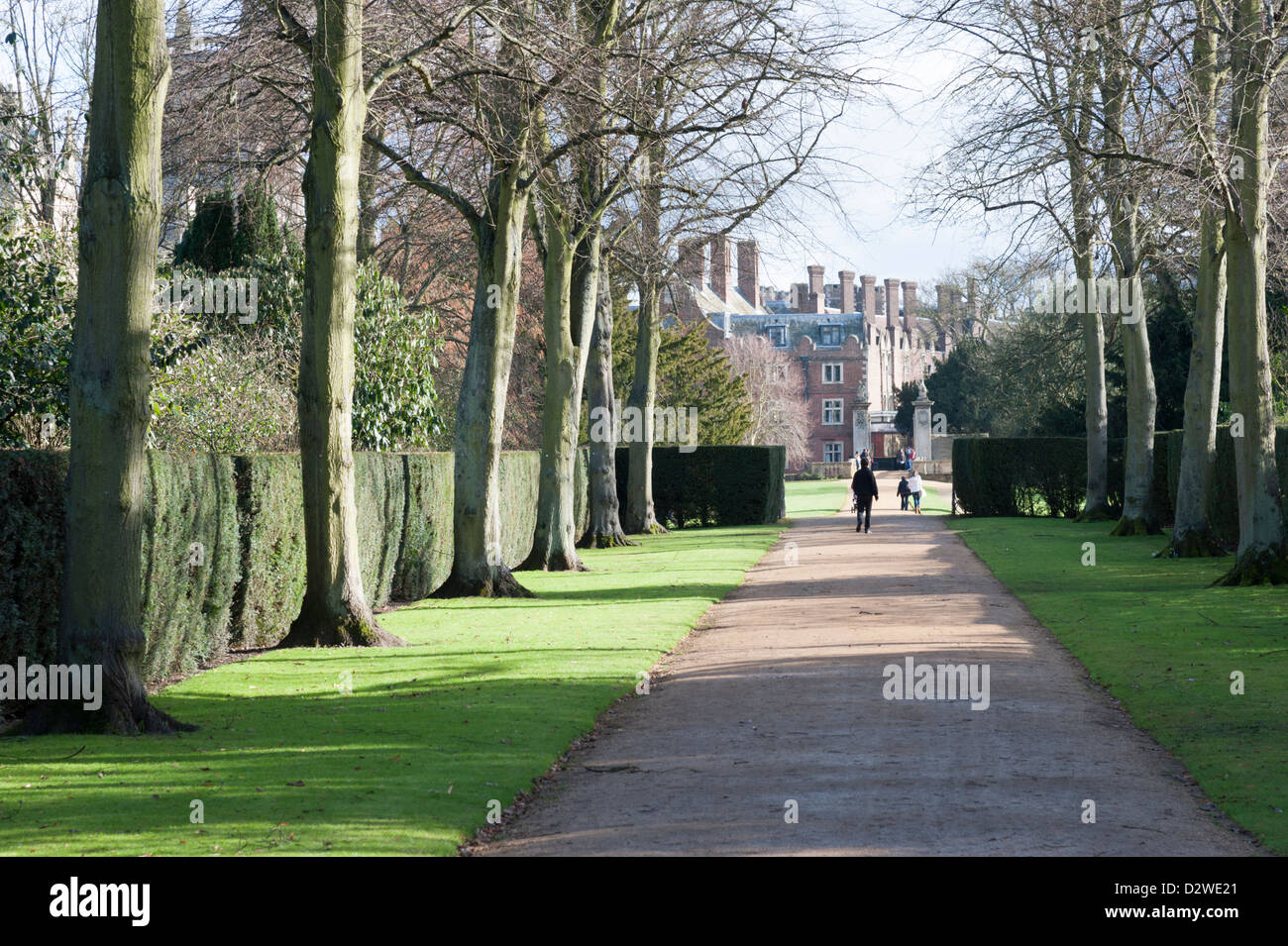Einer von Bäumen gesäumten Avenue an der Rückseite des Trinity College Cambridge UK, Teil der Universität Cambridge Stockfoto