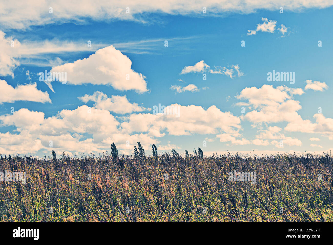 Flächenstillegung Feld mit blauem Himmel und Wolken Stockfoto