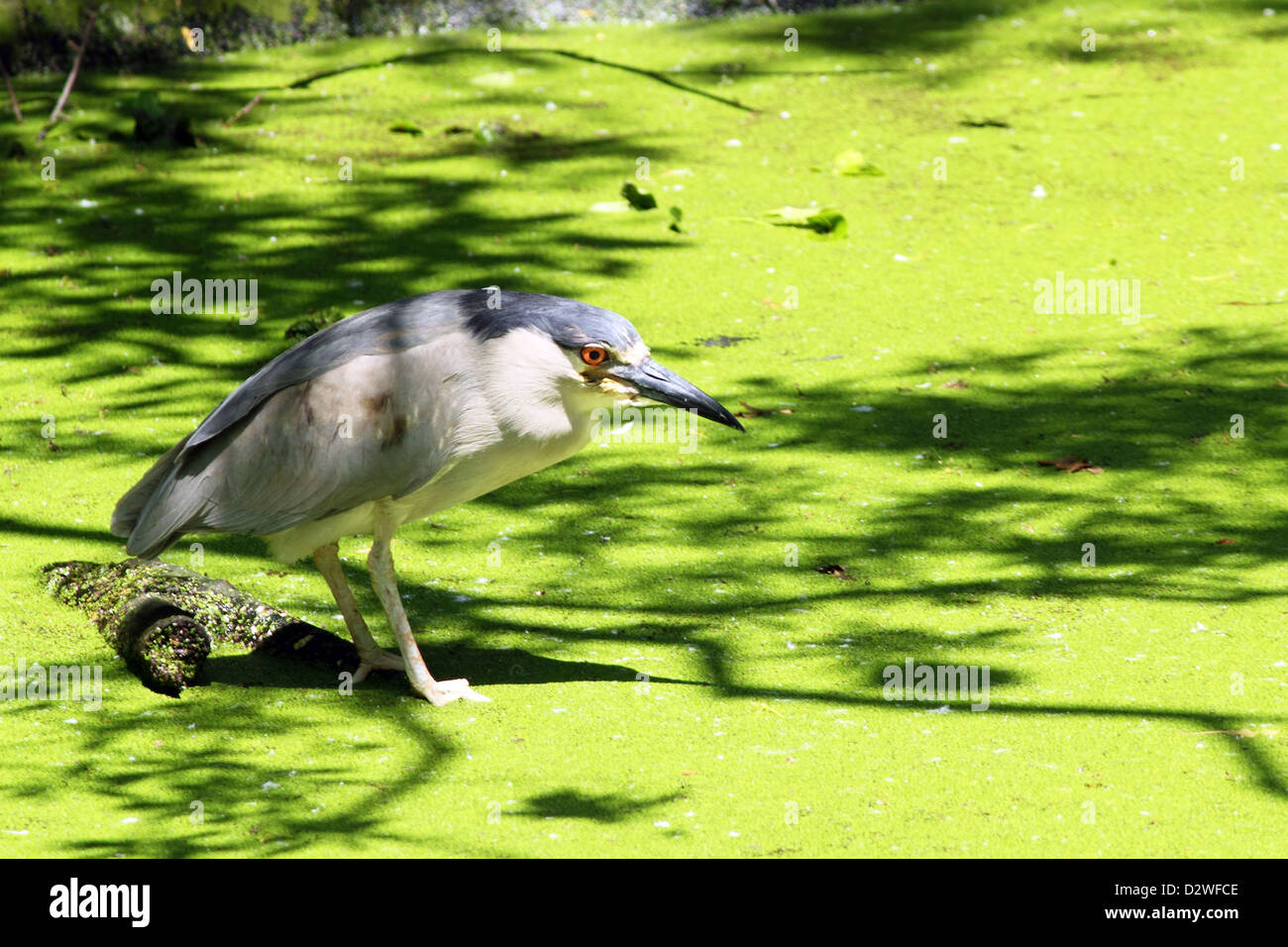 Ein Nachtreiher Sitzstangen auf einem Baumstamm in eine Algen bedeckt südlichen Sumpf. Stockfoto