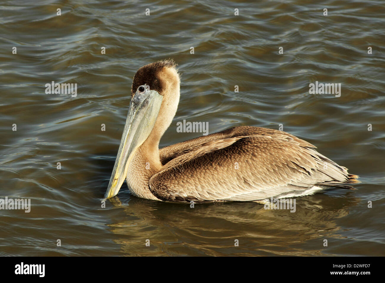 Ein brauner Pelikan beruht auf der Oberfläche der küstennahen Salzwiesen. Stockfoto