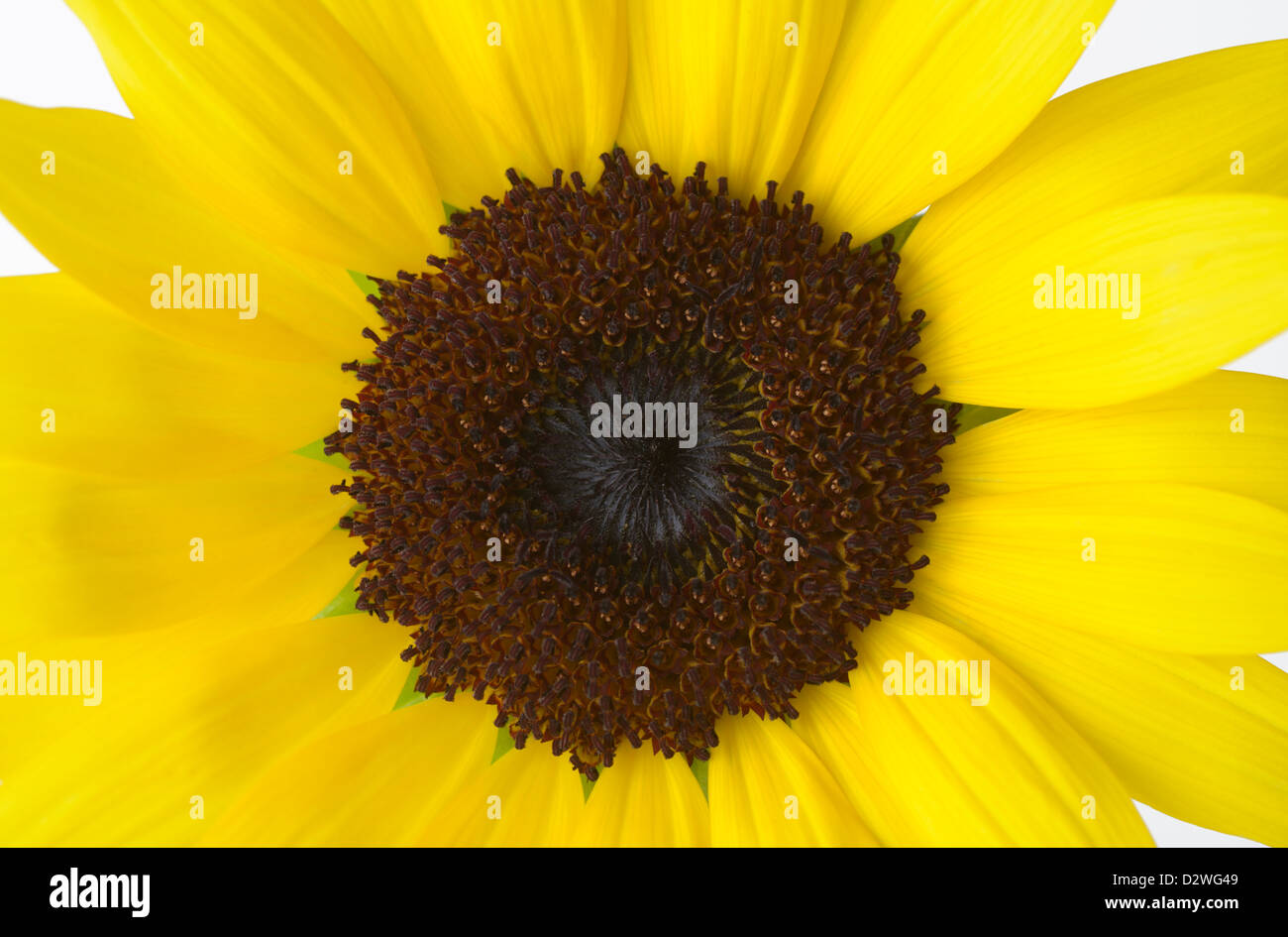 Sonnenblume, Helianthus annuus Stockfoto