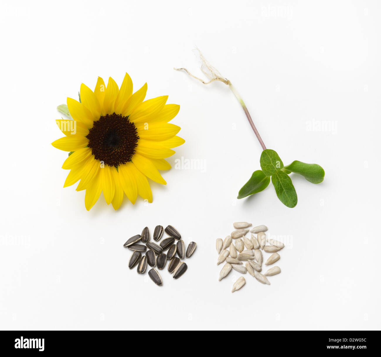 Sonnenblume Lebenszyklus mit Keimling, Samen (mit schwarzer Samenschale und ohne) und Blume. Stockfoto