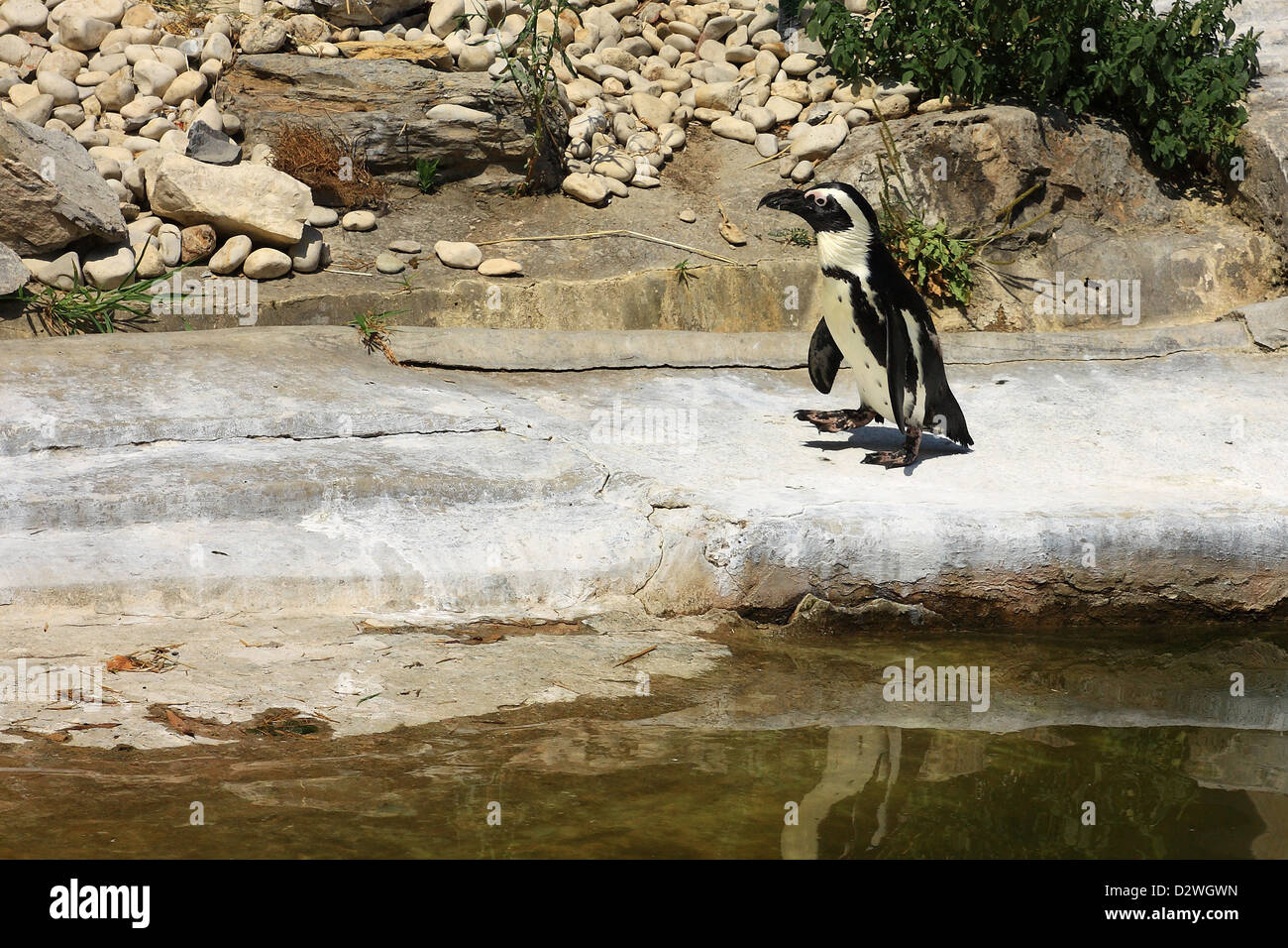 Einzelne afrikanische Pinguin (Spheniscus Demersus) neben einem Pool in einem Zoo horizontale Stockfoto