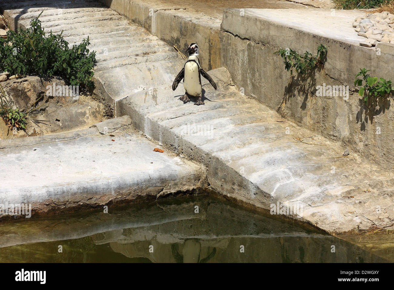 Einzelne afrikanische Pinguin (Spheniscus Demersus) schaut sich um in der Nähe eines Pools in einem zoo Stockfoto