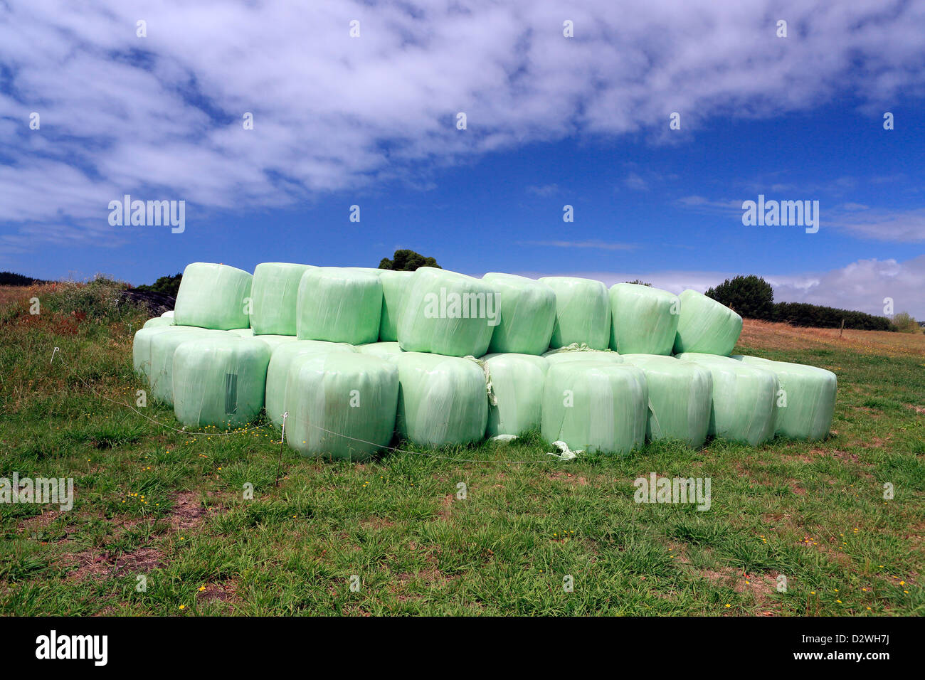 Verpackten Heuballen auf Bauernhof in Northland Stockfoto