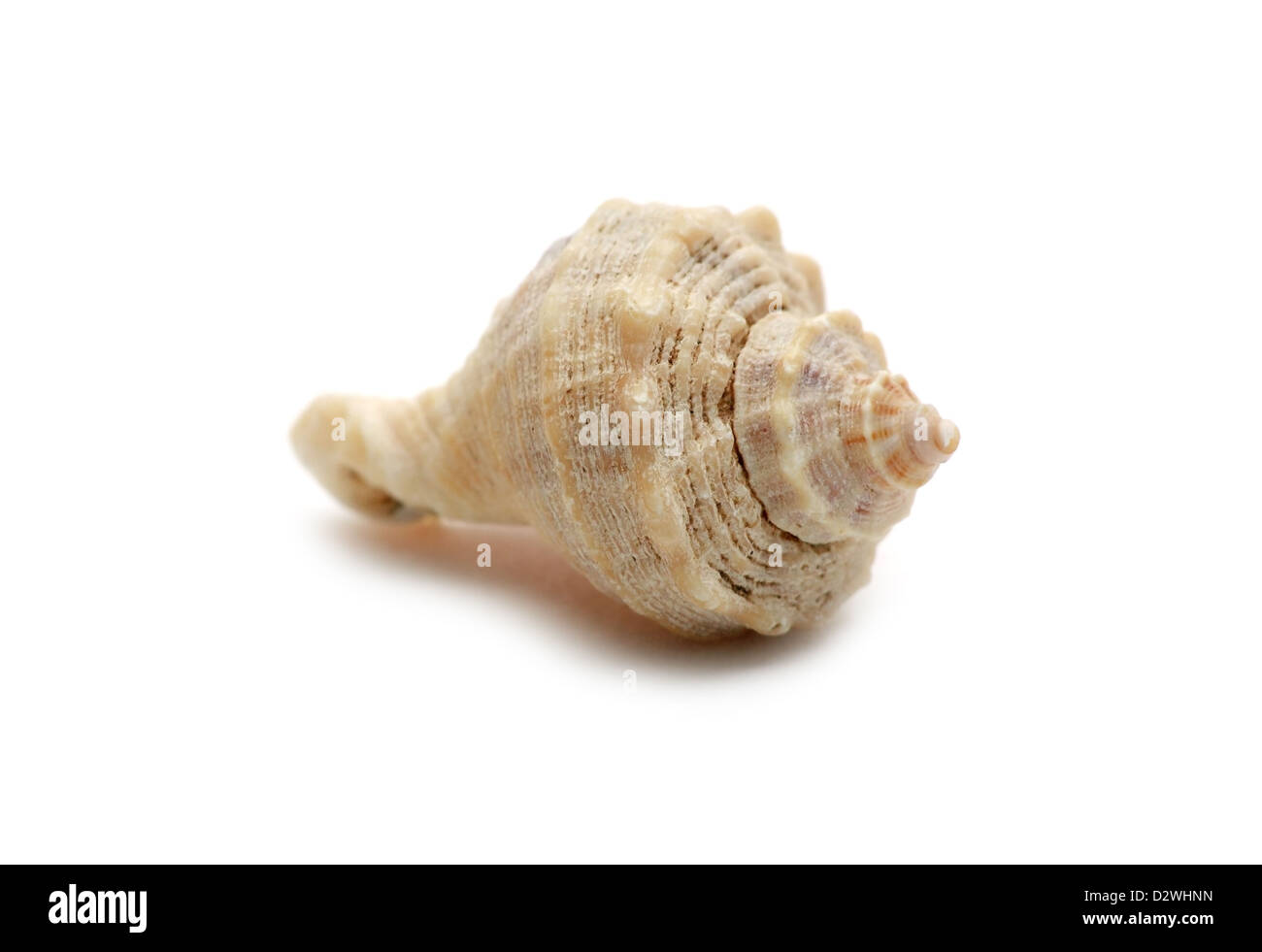 Seashell isoliert auf weißem Hintergrund Makro Stockfoto