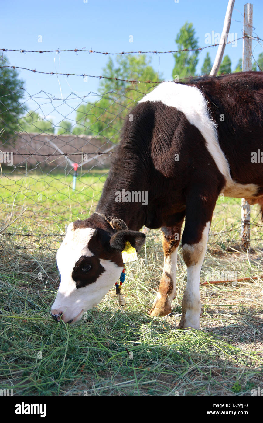Schwarz / weiß-Kalb ist von Grass - vertikale Fütterung. Stockfoto