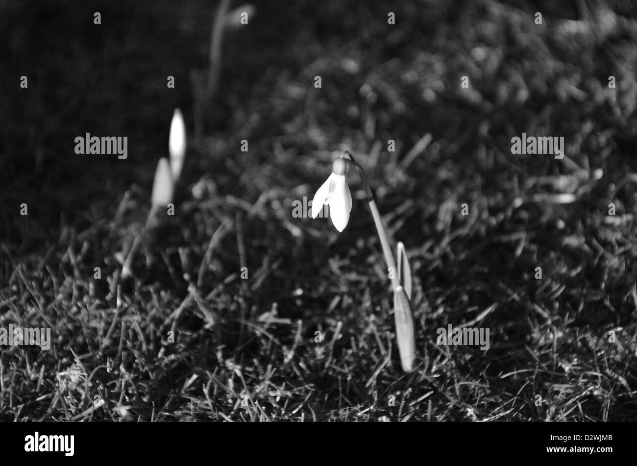 Frühling! Stockfoto