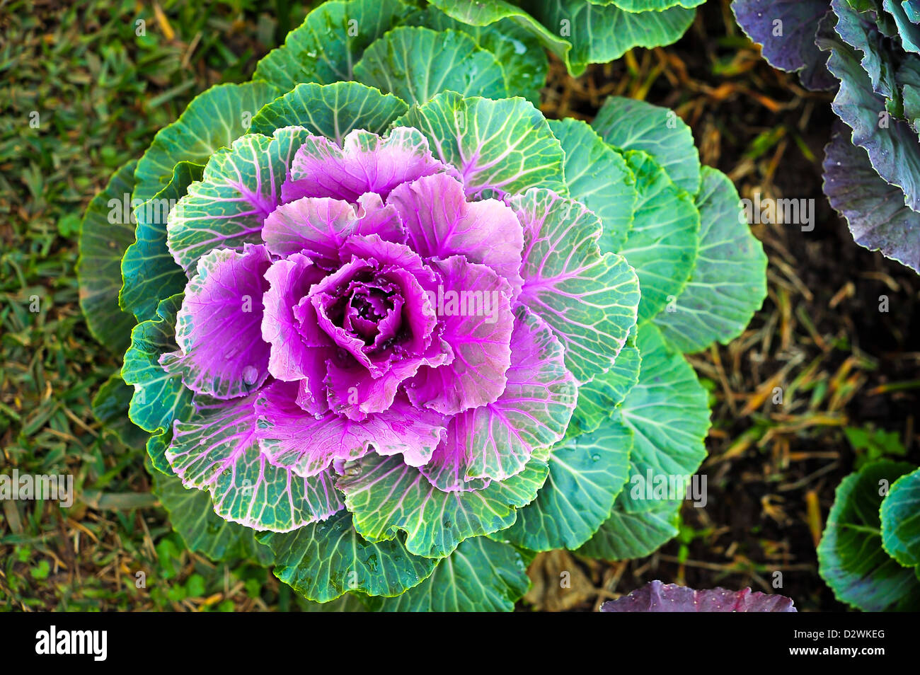 die rosa lila Kohl Blume Stockfoto