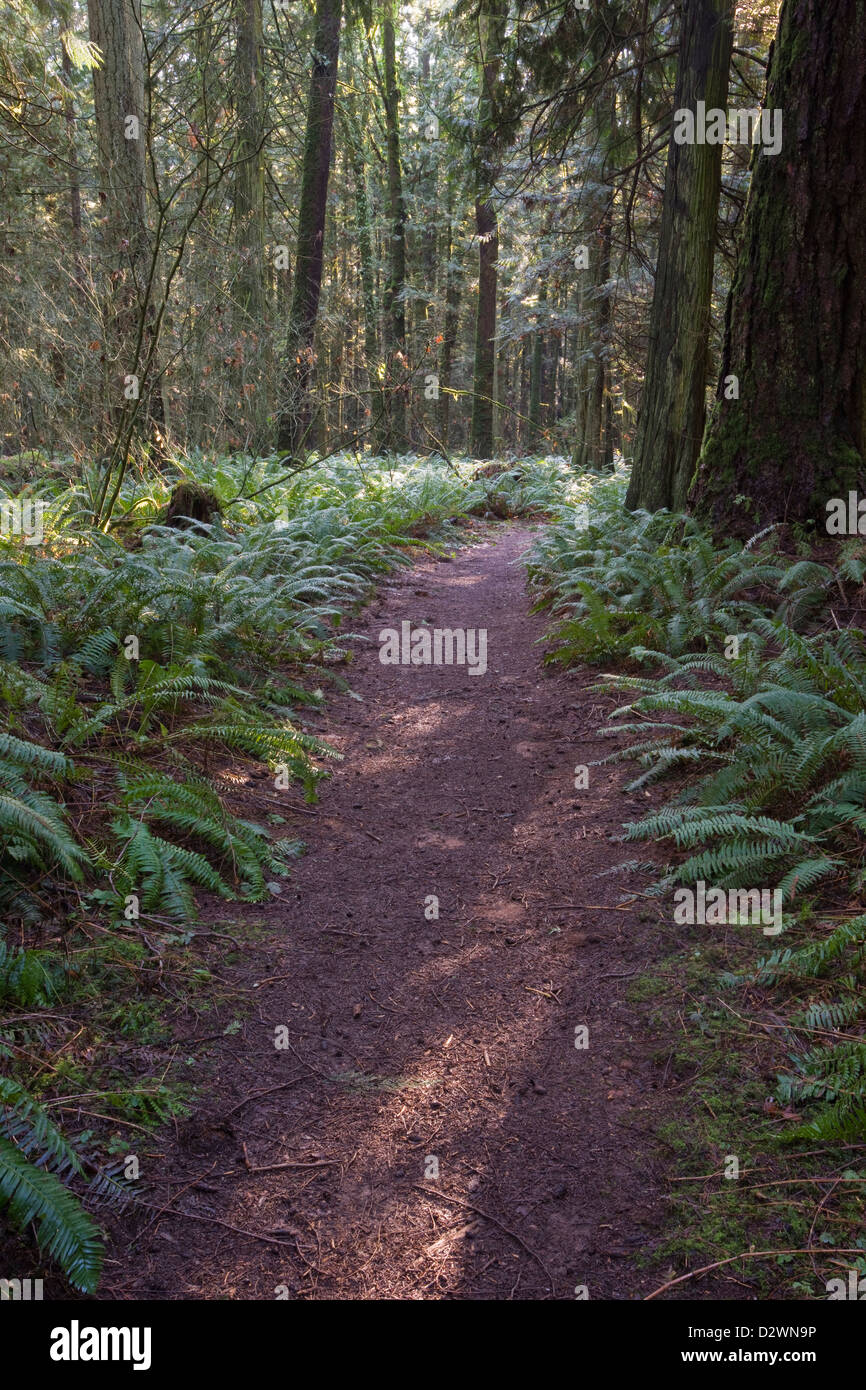 Washington State Forest Pfad Farne Vorfrühling Stockfoto