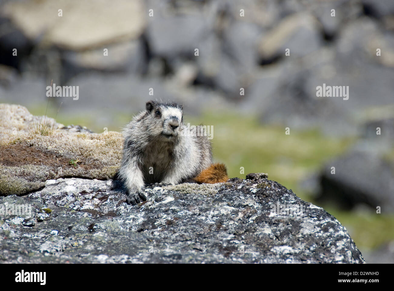 Murmeltier auf einem Felsen in Fairy Meadow, Cirque Unclimbables, Nordwest-Territorien Kanadas. Stockfoto