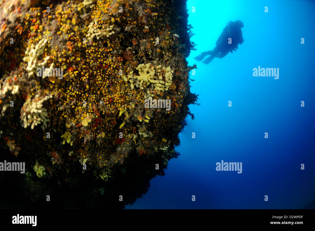 Unterwasser-Blick der Taucher schwimmen neben dem Korallenriff, Mittelmeer, Frankreich Stockfoto
