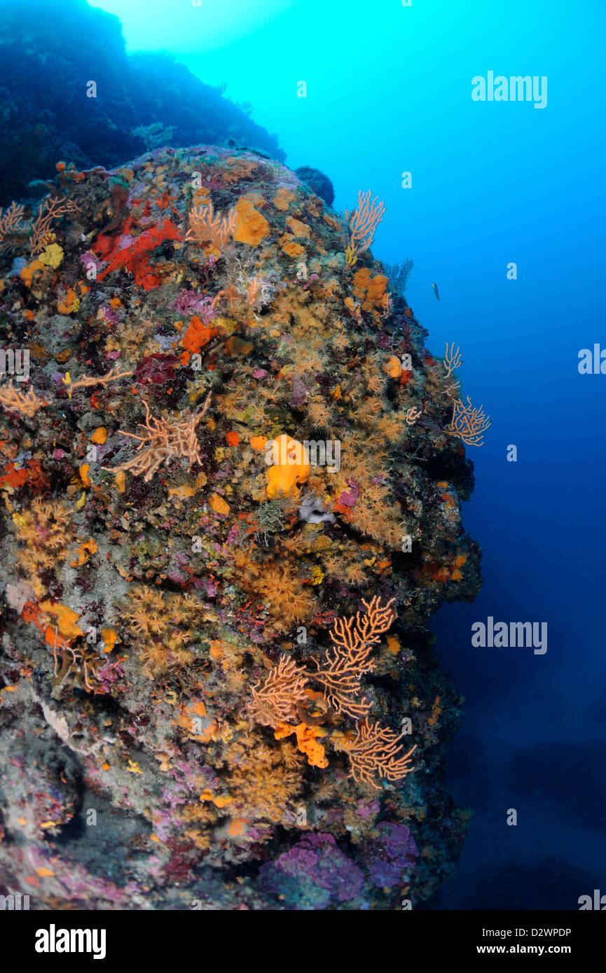 Unterwasser-Blick des gelben Meeres Fans, gelben Gorgonien, Eunicella Cavolinii, Medditerranean Meer, Frankreich Stockfoto