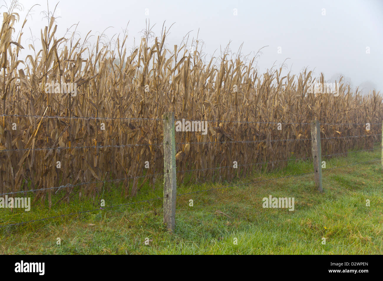 Ein Feld von getrockneten Mais Stockfoto