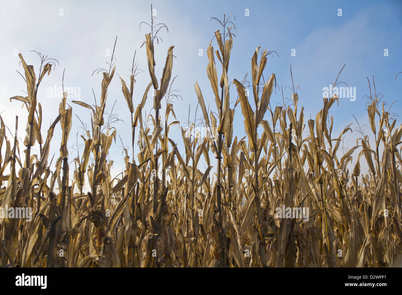 Ein Feld von getrockneten Mais Stockfoto