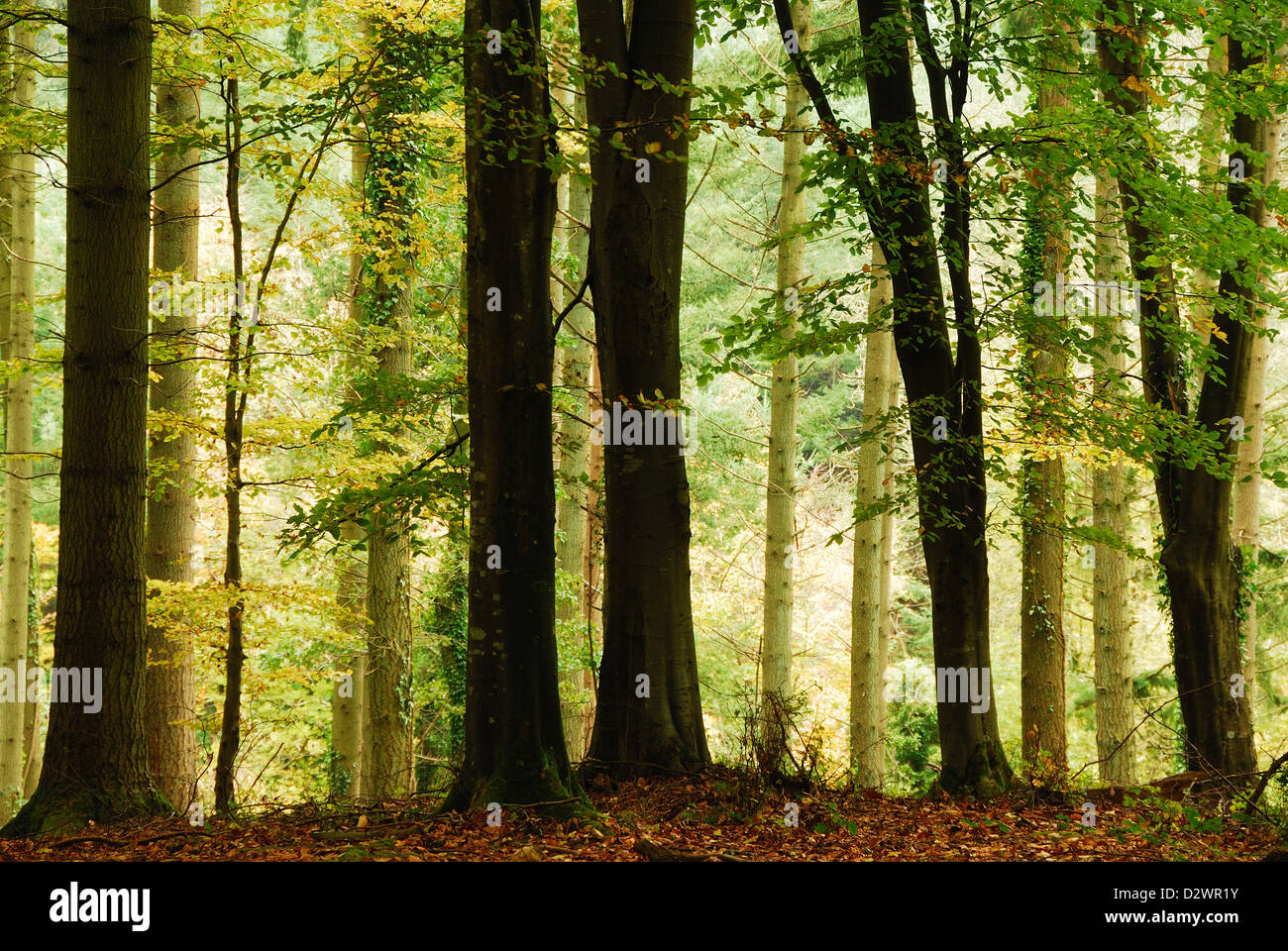 Ein Blick auf Thorncombe Holz Dorset Stockfoto