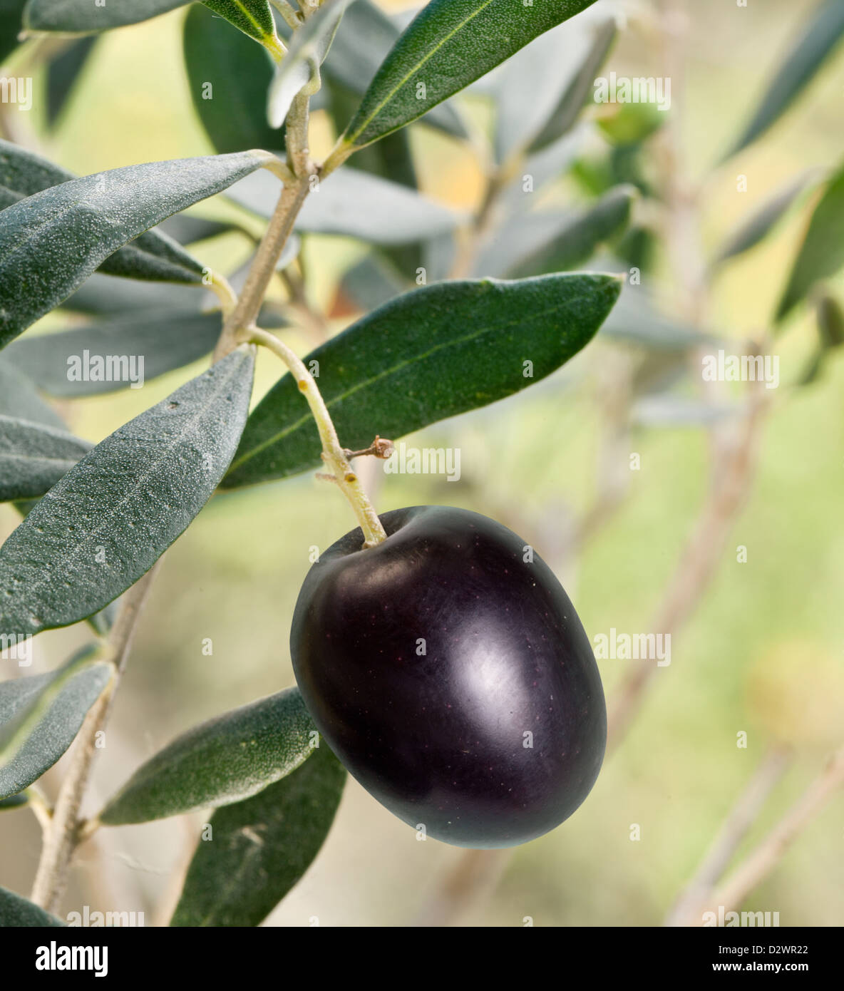 Schwarze Olive auf dem Zweig auf Grund der Natur. Stockfoto