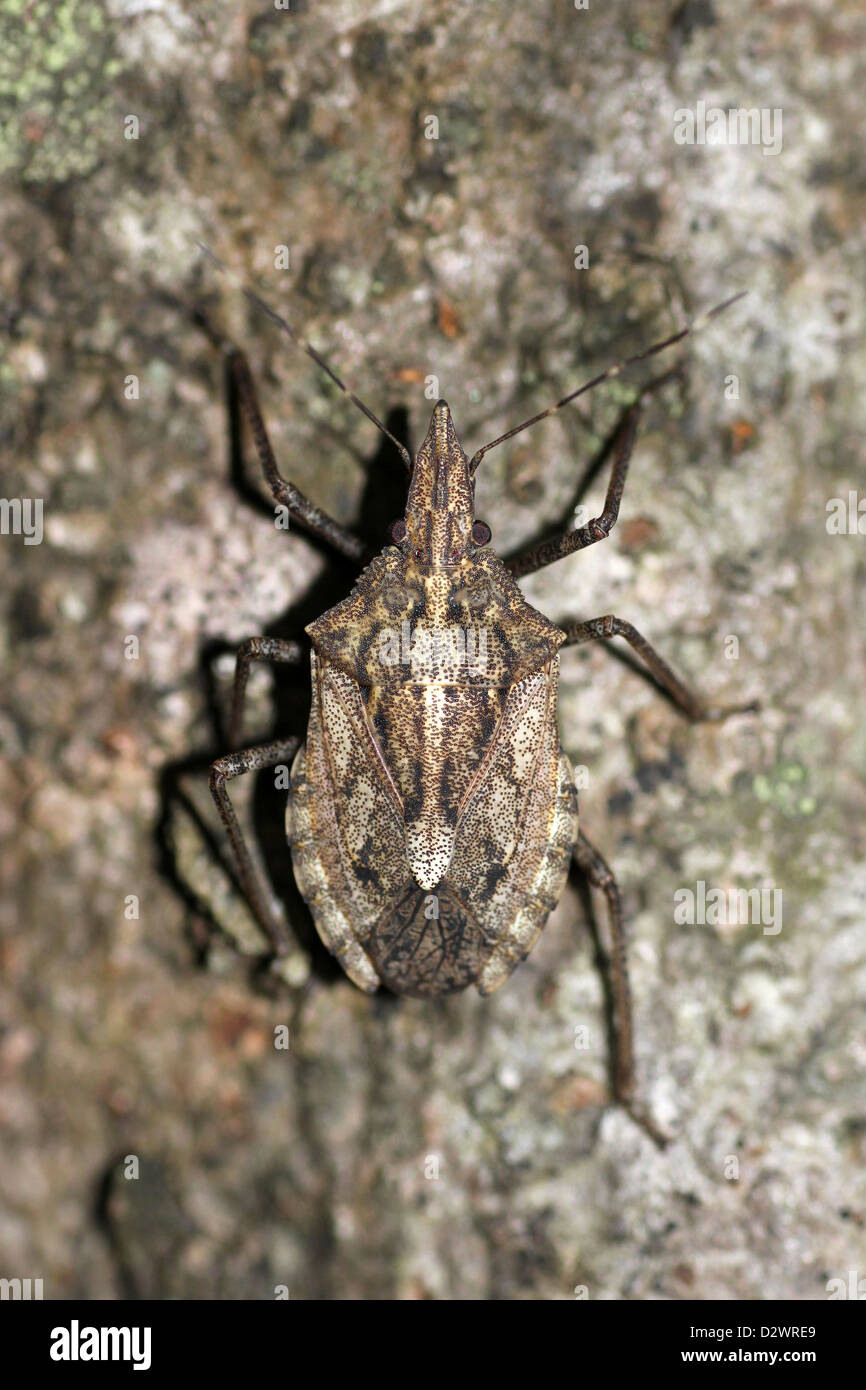 Pentatomid Bug Halys sp. An einem Baumstamm Stockfoto