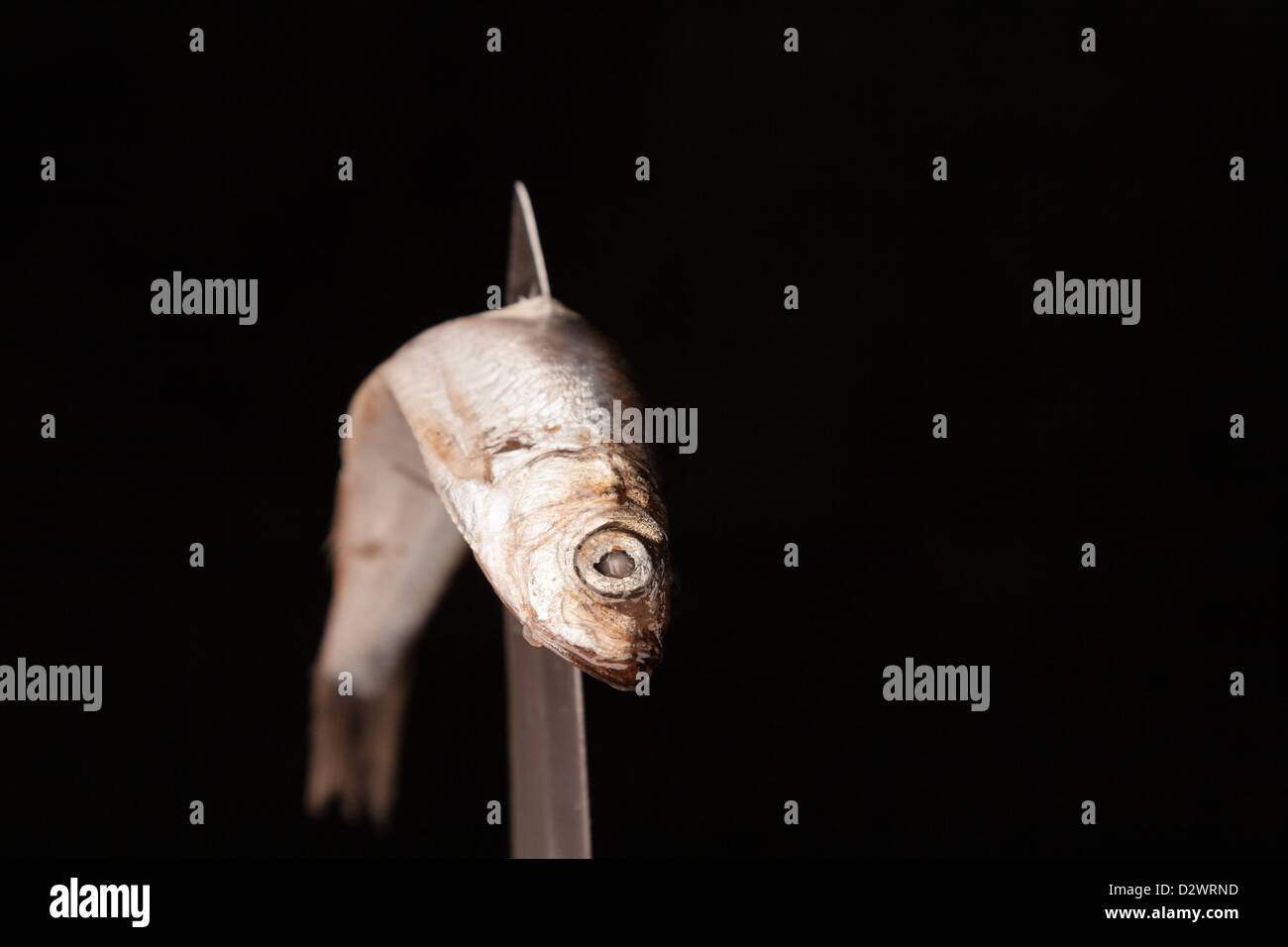 Tote Fische verzerrte auf Messer Stockfoto