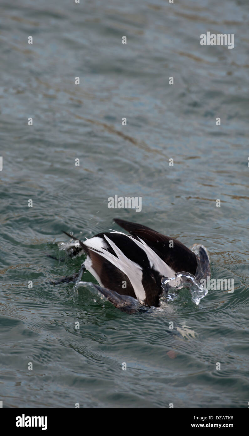 Männliche lange Tailed Ente im Moray Firth, Grampian. Schottland.  SCO 8925 Stockfoto