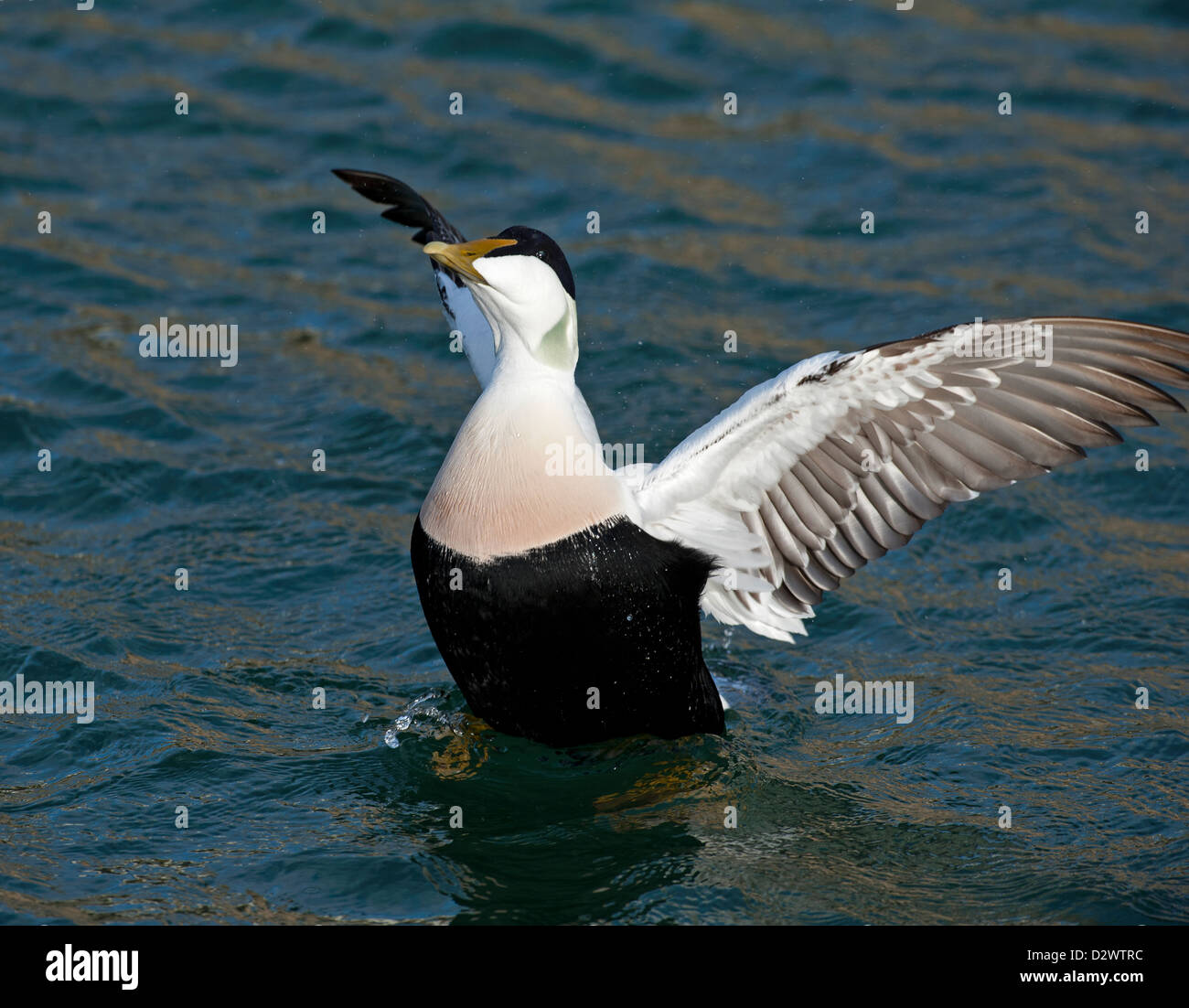 Eiderente männlich auf den Moray Firth, Schottland.  SCO 8931 Stockfoto