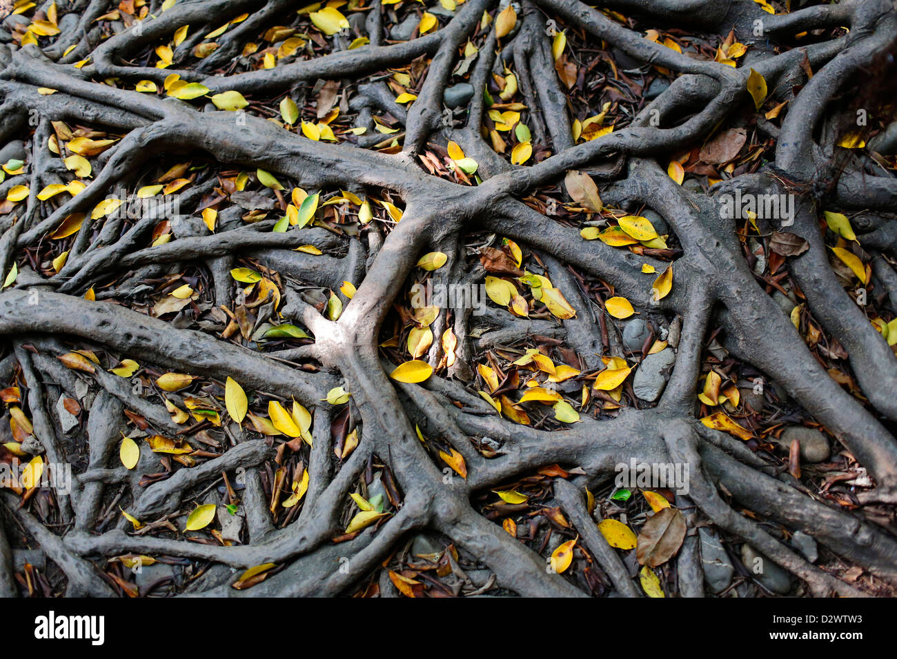 Banyan Tree Wurzeln mit gelben Blättern in Anping, Taiwan Stockfoto